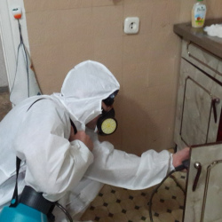 Дезинфекция от муравьев в квартире в Новохоперске